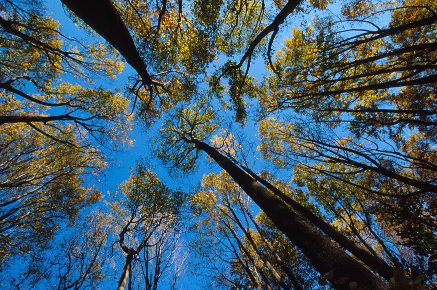 View of tree canopy looking up