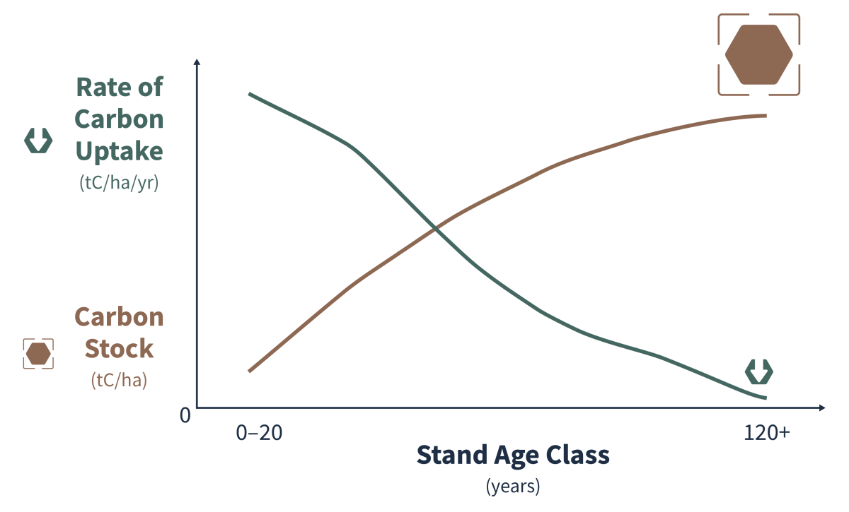 Line graph showing stand age class across the bottom x-axis from 0-20 to 120+ years. Rate of carbon uptake in tonnes of carbon per hectare per year is shown as high in the 0-20 age class becoming low in 120 age class (decreasing over time). Carbon stock in tonnes of carbon per hectare is shown as low in the 0-20 age class and high in the 120 age class (increasing over time).