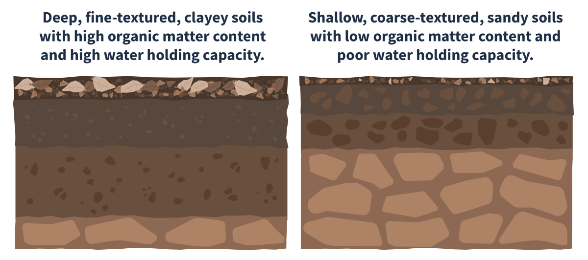 Illustration of two different types of soils. On the left side is an illustration of deep, fine-textured, clayey soils with high organic matter content and high water holding capacity. On the right side is an illustration of shallow, coarse-textured, sandy soils with low organic matter content and poor water holding capacity.