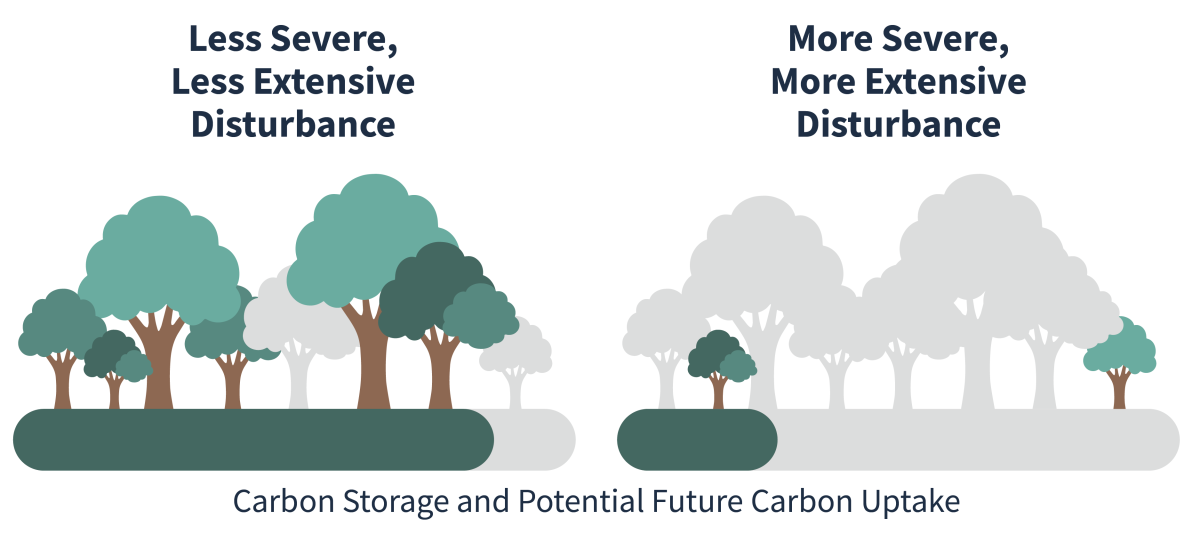 Illustrated comparison of less severe, less extensive disturbance on the left side and more severe, more extensive disturbance on the right side. The less severe and extensive disturbance has a bar graph and trees shaded to indicate more carbon storage and potential future carbon uptake. The more severe and extensive disturbance has a bar that is shaded to indicate that carbon storage and potential future carbon uptake is less.