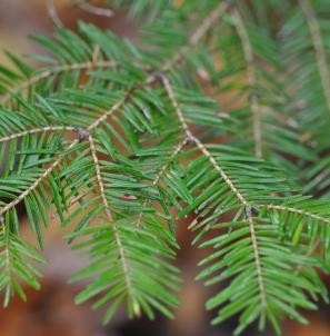conifer branch